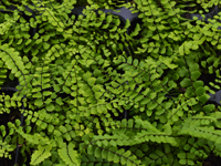 Hardy Fern Asplenium trichomanes